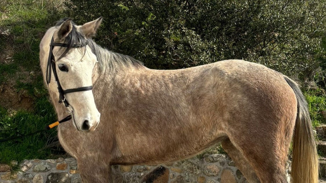 horse